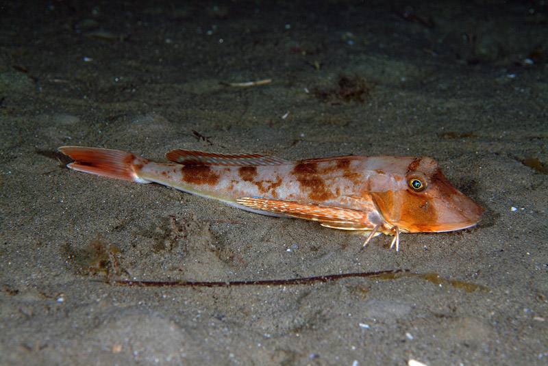 Chelidonichthys lucerna
